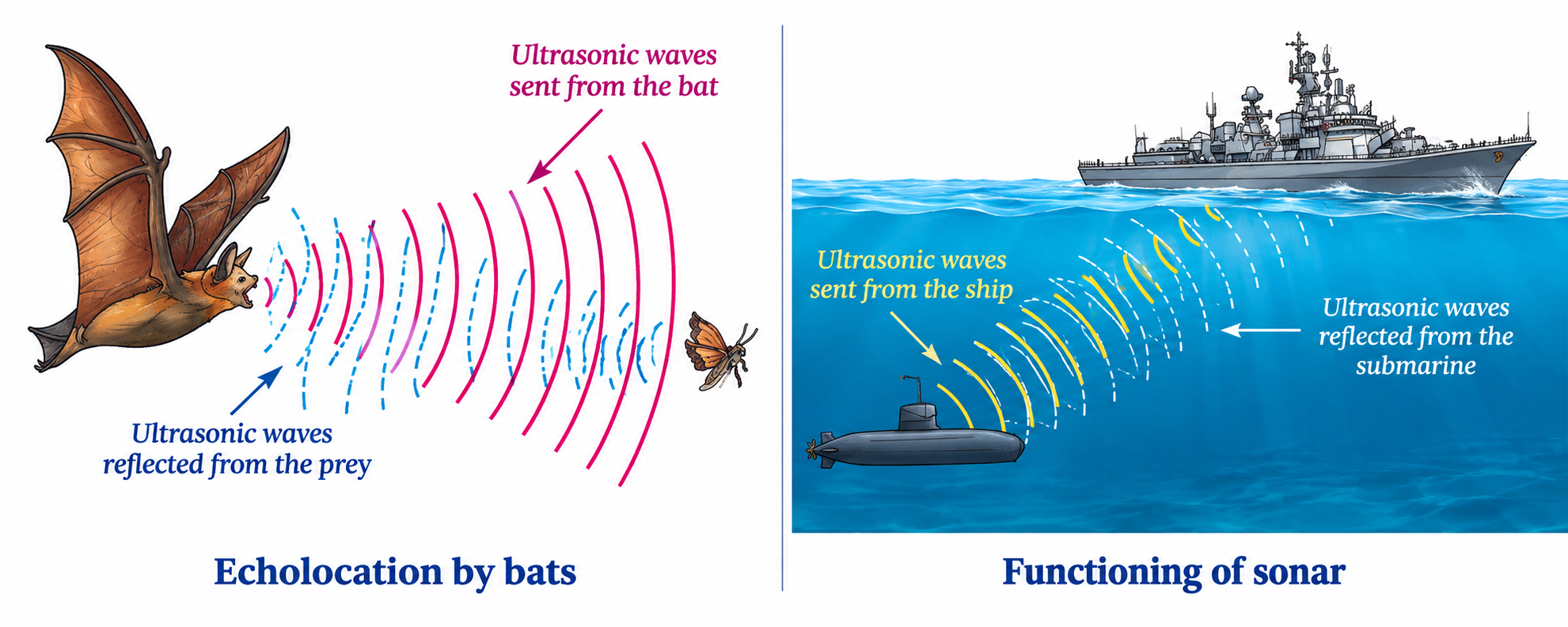 NCERT Figure 10.27 & 10.28: Echolocation in Bats and Working of SONAR